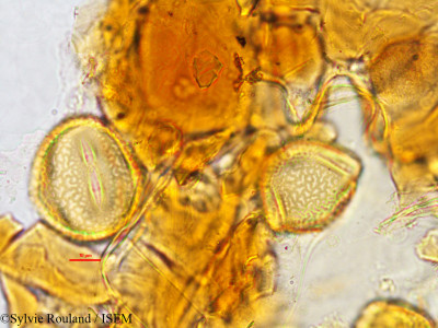 Cajanus cajan - lame n° 2768