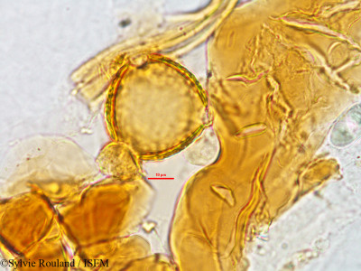 Cajanus cajan - lame n° 2768