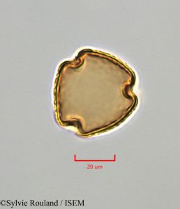 Cajanus cajan - lame n° 47280