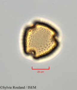 Cajanus cajan - lame n° 47280