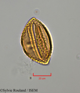 Cajanus cajan - lame n° 47280