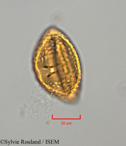 Cajanus cajan - lame n° 47280