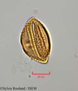 Cajanus cajan - lame n° 47280