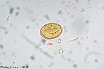 Sylvie.Rouland/Calamus_huegelianus_5330/Calamus_huegelianus_5330_0001(copy)_thumb.jpg