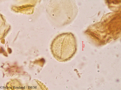 Calamus travancoricus - lame n° 3976