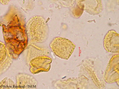 Calamus travancoricus - lame n° 3976