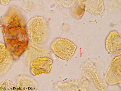 Calamus travancoricus - lame n° 3976