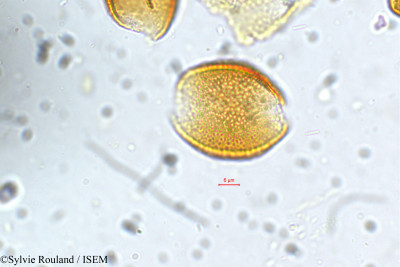 Sylvie.Rouland/Calamus_viminalis_5407/Calamus_viminalis_5407_0001(copy)_thumb.jpg