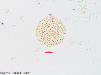 Caldesia parnassifolia - lame n° 2606