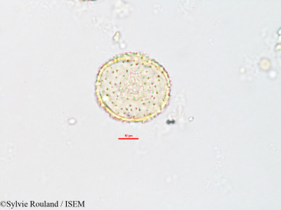 Caldesia parnassifolia - lame n° 2606