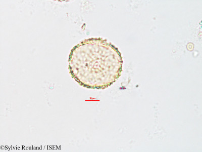 Caldesia parnassifolia - lame n° 2606