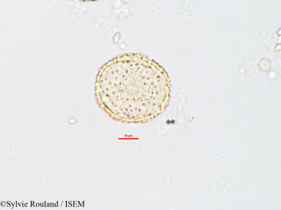 Caldesia parnassifolia - lame n° 2606