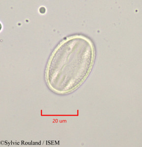 Calicotome villosa - lame n° 47312
