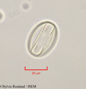 Calicotome villosa - lame n° 47312
