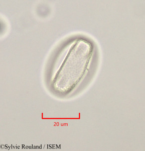 Calicotome villosa - lame n° 47312