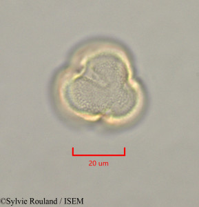Caloncoba welwitschii - lame n° 47331