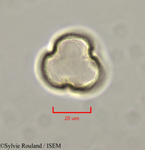 Caloncoba welwitschii - lame n° 47331