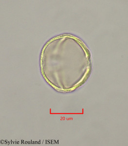 Caloncoba welwitschii - lame n° 47331