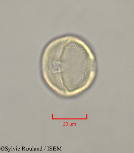 Caloncoba welwitschii - lame n° 47331