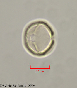 Caloncoba welwitschii - lame n° 47331