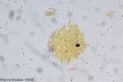 Sylvie.Rouland/Calonyction_muricatum_5490/Calonyction_muricatum_5490_0001(copy)_thumb.jpg