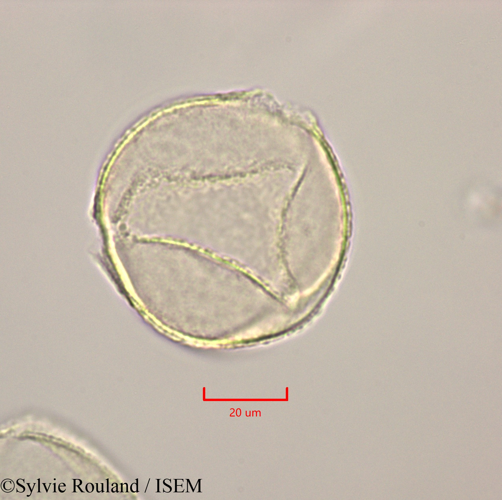Sylvie.Rouland/Calophyllum_calaba_47249/Calophyllum_calaba_47249_0001(copy).jpg