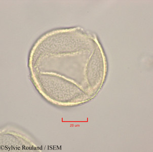 Calophyllum calaba - lame n° 47249