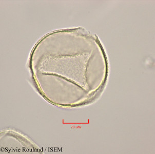 Calophyllum calaba - lame n° 47249