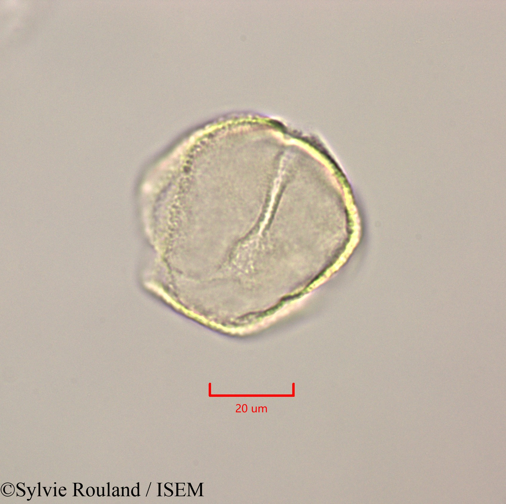 Sylvie.Rouland/Calophyllum_calaba_47249/Calophyllum_calaba_47249_0004(copy).jpg