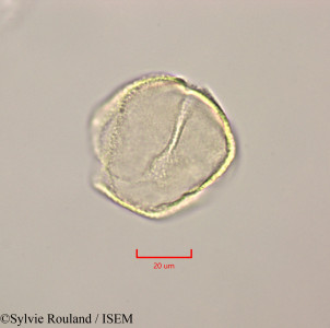 Calophyllum calaba - lame n° 47249