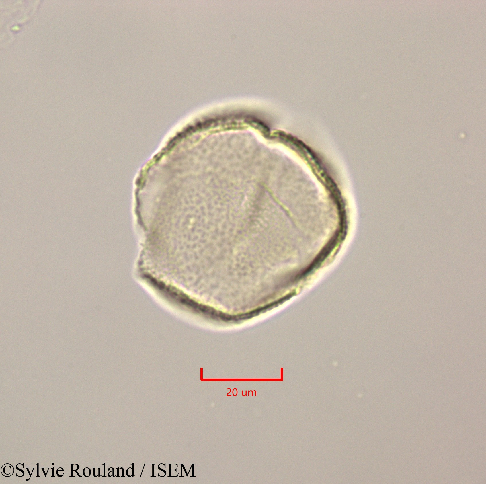 Sylvie.Rouland/Calophyllum_calaba_47249/Calophyllum_calaba_47249_0005(copy).jpg