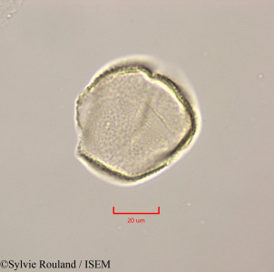Calophyllum calaba - lame n° 47249