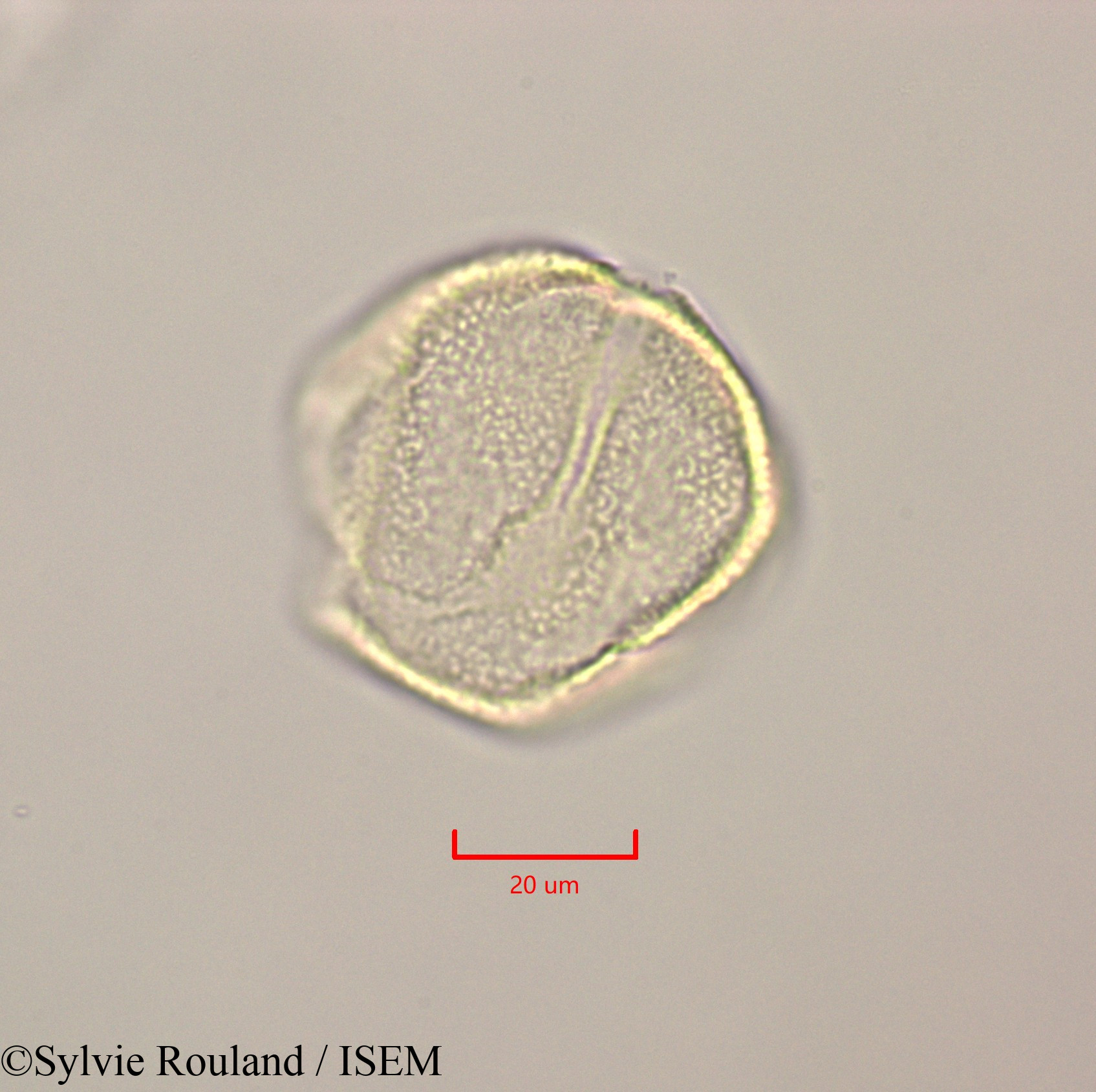Sylvie.Rouland/Calophyllum_calaba_47249/Calophyllum_calaba_47249_0006(copy).jpg