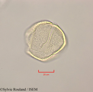 Calophyllum calaba - lame n° 47249