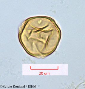 Sylvie.Rouland/Calopyxis_subumbellata_1110/Calopyxis_subumbellata_1110_0001(copy)_thumb.jpg
