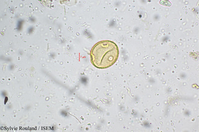 Sylvie.Rouland/Campanula_ramulosa_5250/Campanula_ramulosa_5250_0001(copy)_thumb.jpg