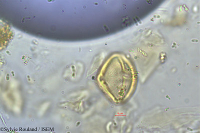 Sylvie.Rouland/Campnosperma_micranteia_282/Campnosperma_micranteia_282_0001(copy)_thumb.jpg