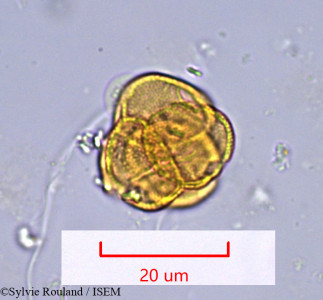 Sylvie.Rouland/Campylostemon_mitophorum_974/Campylostemon_mitophorum_974_0001(copy)_thumb.jpg