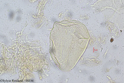 Sylvie.Rouland/Cananga_odorata_5260/Cananga_odorata_5260_0001(copy)_thumb.jpg