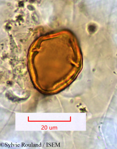 Sylvie.Rouland/Canarium_multiflorum_1119/Canarium_multiflorum_1119_0001(copy)_thumb.jpg