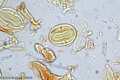 Canarium strictum - lame n° 5174