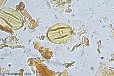 Canarium strictum - lame n° 5174