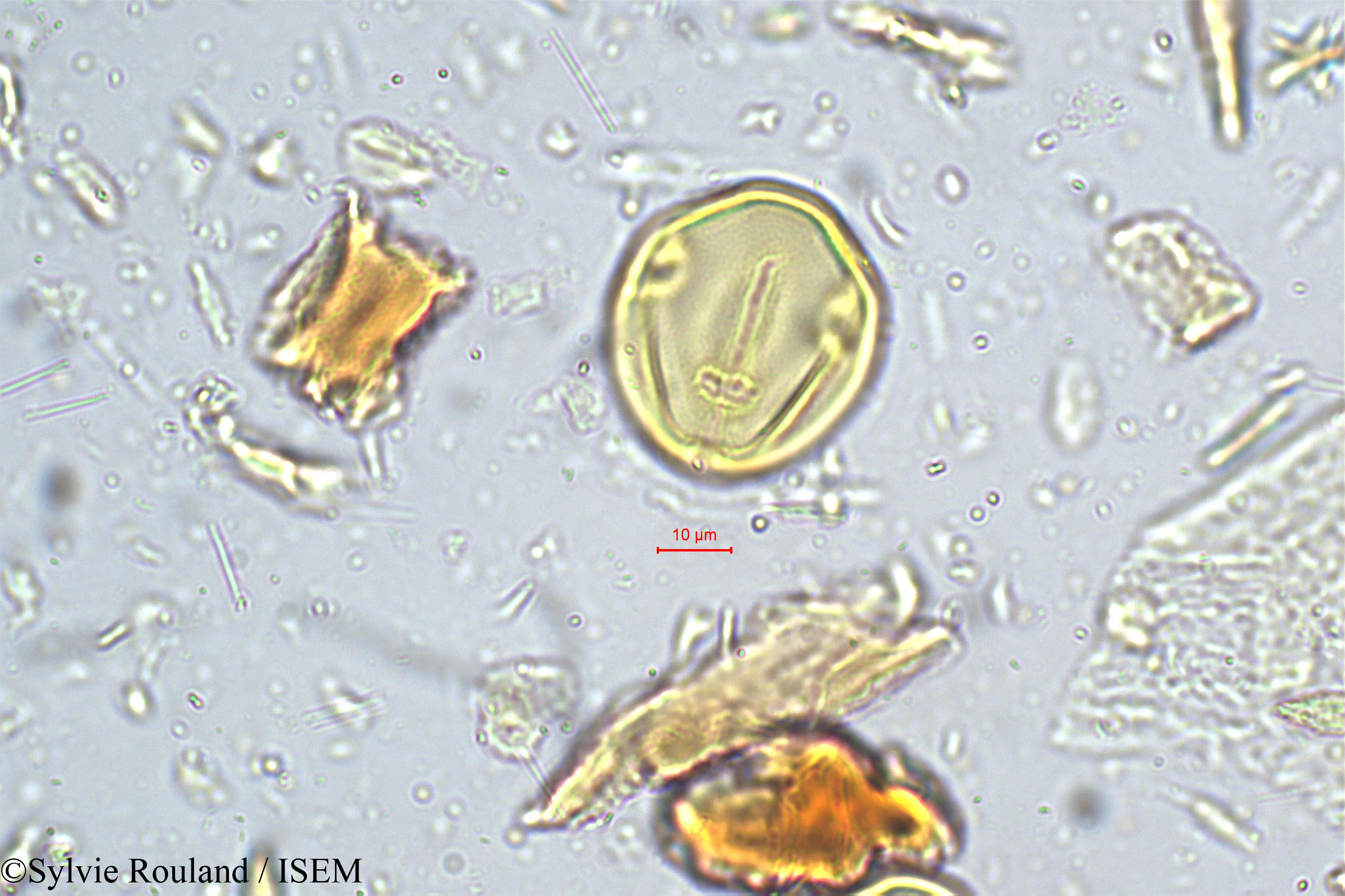 Sylvie.Rouland/Canarium_strictum_5174/Canarium_strictum_5174_0005(copy).jpg