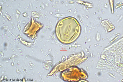 Canarium strictum - lame n° 5174