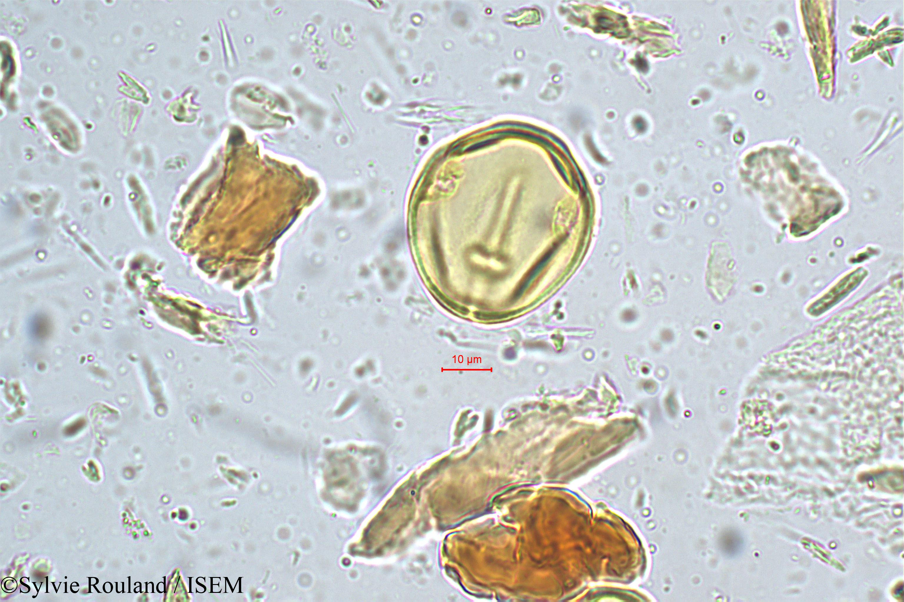 Sylvie.Rouland/Canarium_strictum_5174/Canarium_strictum_5174_0006(copy).jpg
