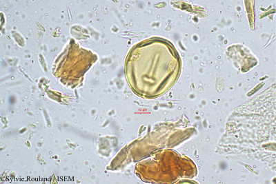 Canarium strictum - lame n° 5174