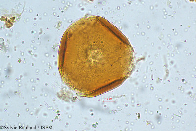 Sylvie.Rouland/Canavalia_ensiformis_4996/Canavalia_ensiformis_4996_0001(copy)_thumb.jpg