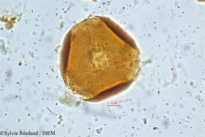 Canavalia ensiformis - lame n° 4996