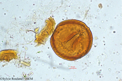 Canavalia ensiformis - lame n° 4996