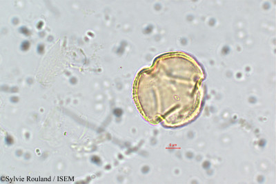 Sylvie.Rouland/Canscora_diffusa_5769/Canscora_diffusa_5769_0001(copy)_thumb.jpg